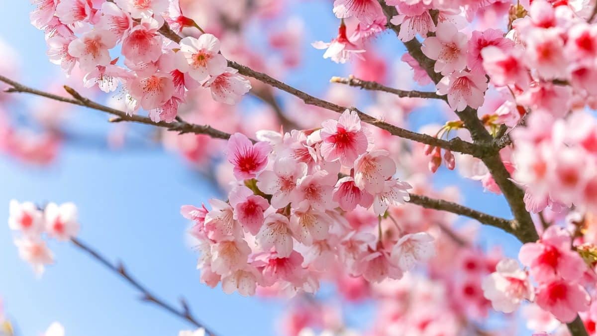 Cherry Blossoms